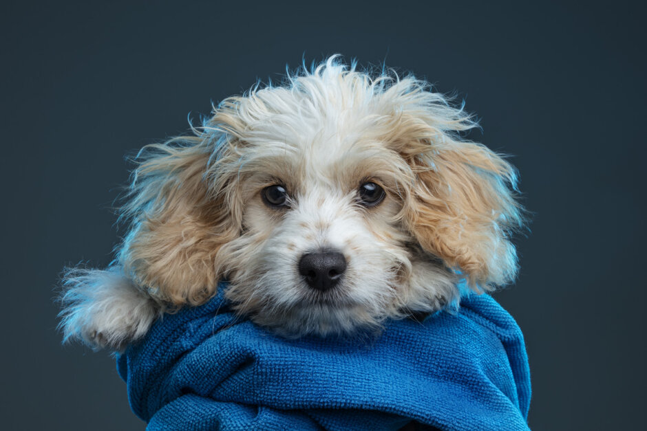Pet Gold Package